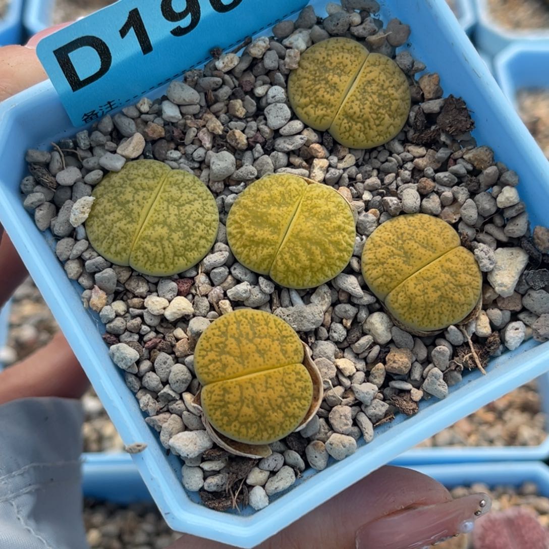 1968绿紫薰五颗脱土发货