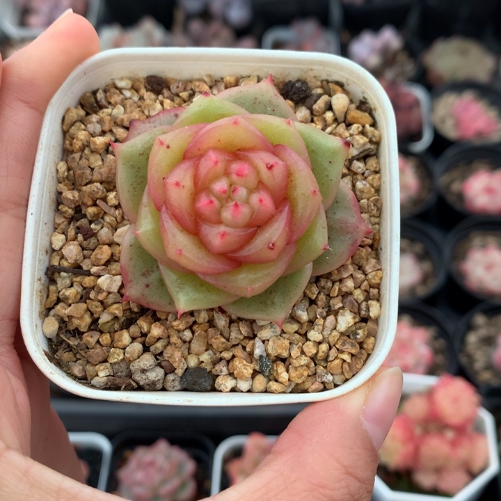 精控宽叶珍妮多肉