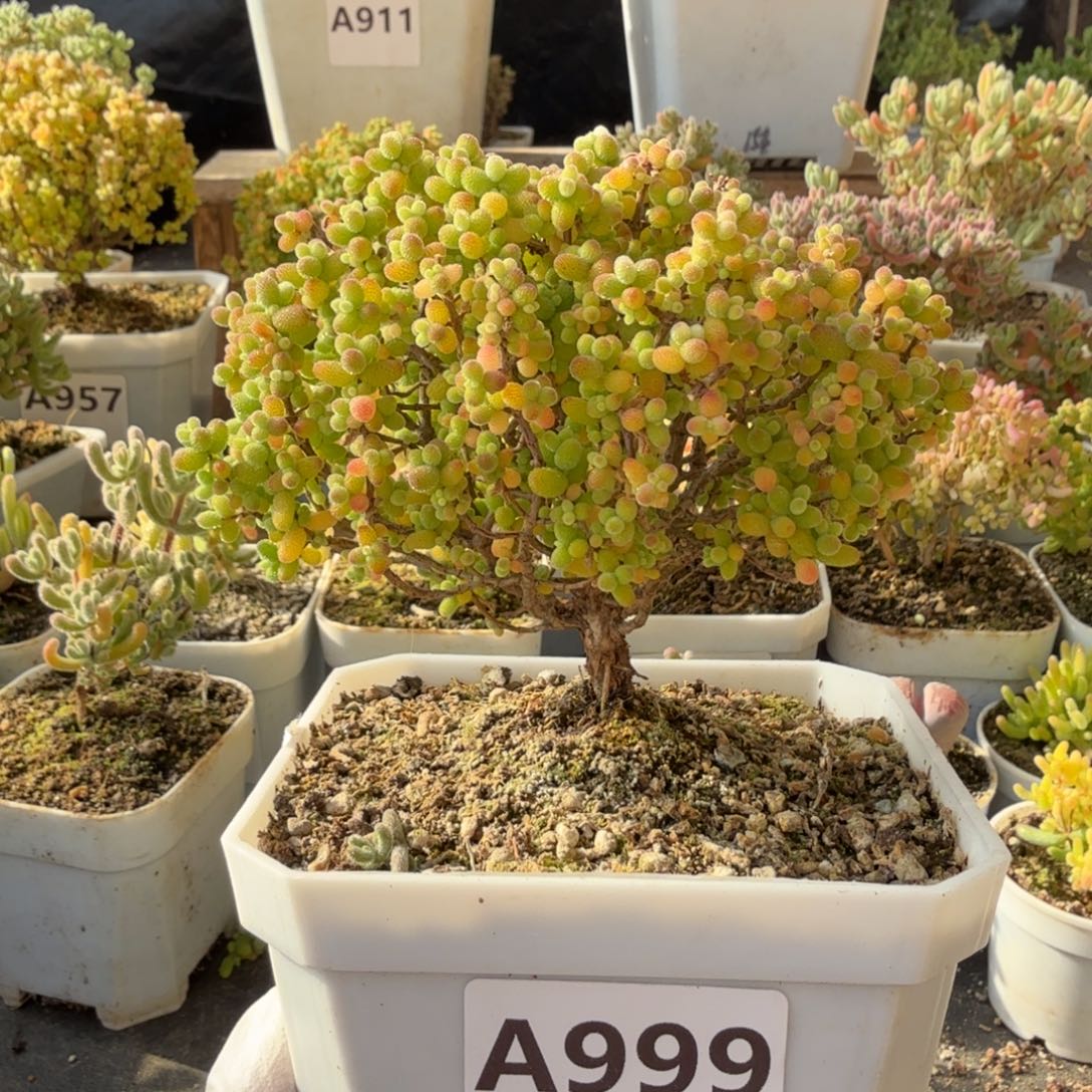 ****困A999金桔糖球枝干