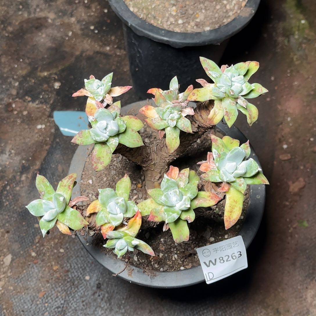 8263法瑞仙女杯多肉