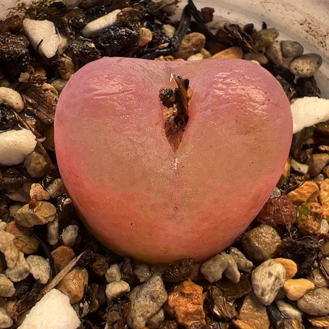 046多肉植物组合