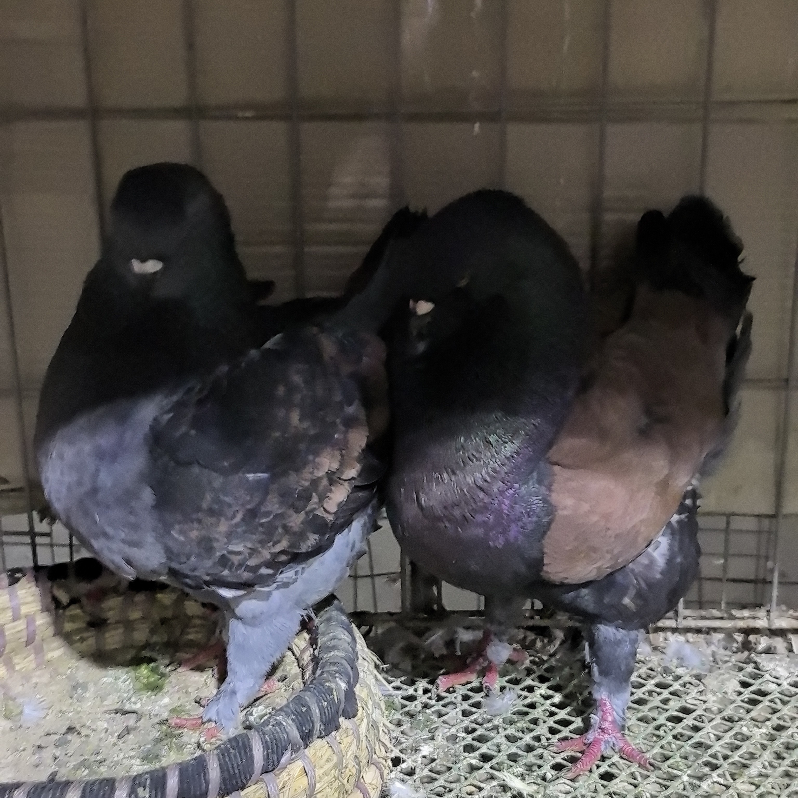巨型纯种招财元宝鸽观赏鸽肉鸽种鸽活物