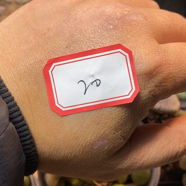 扬***控26868999898999888880