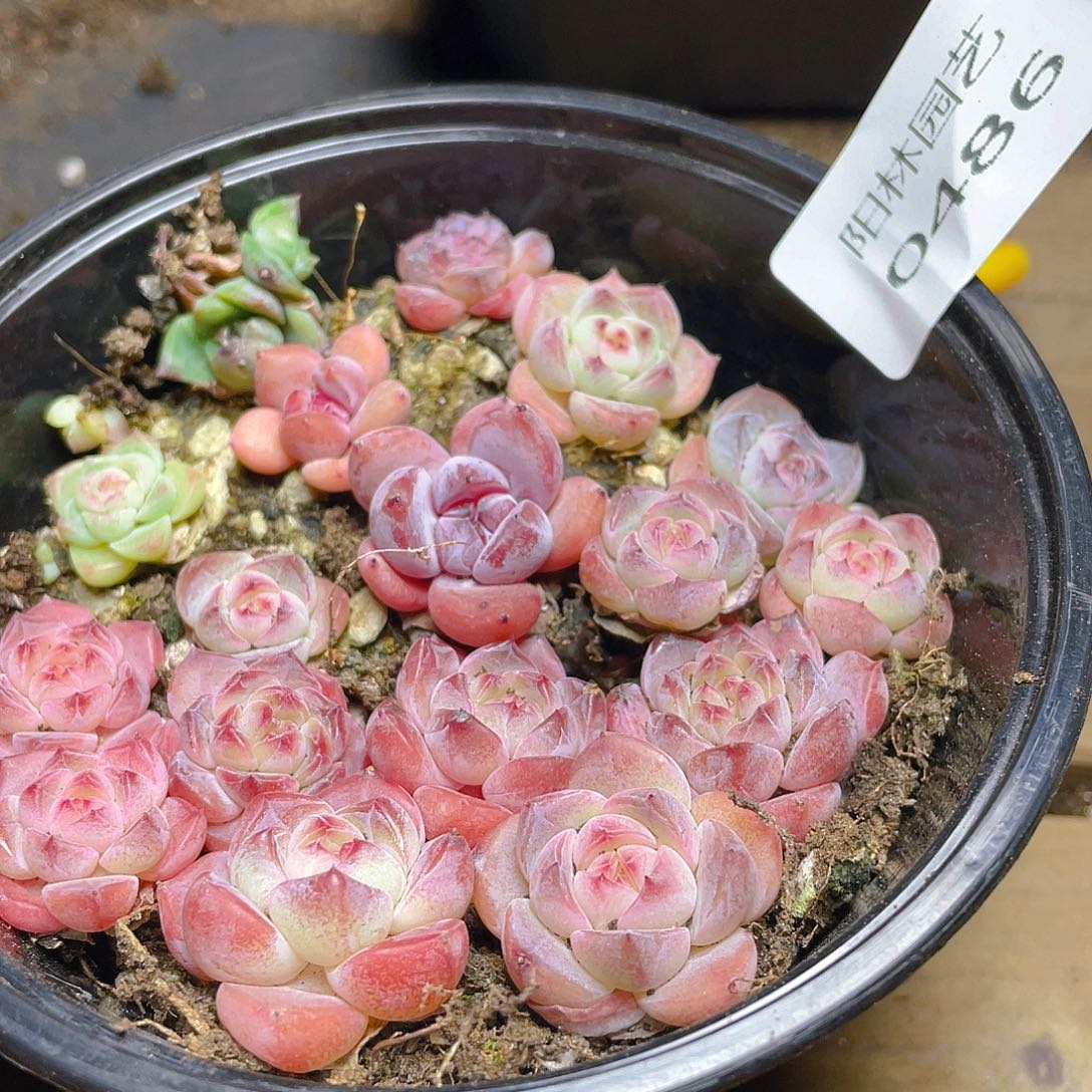 多肉植物多肉植物486