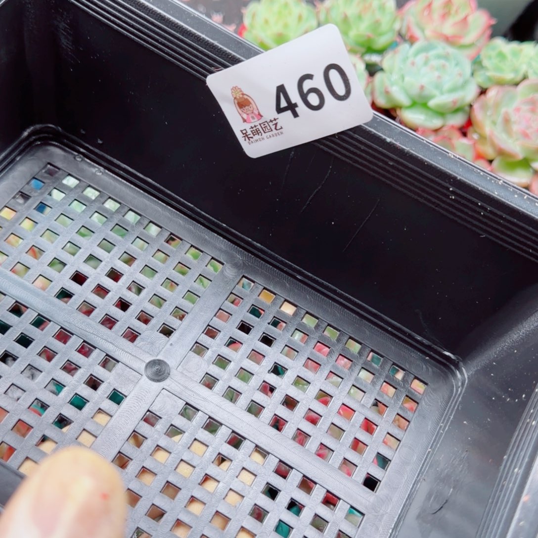 大***妮多肉植物多肉植物