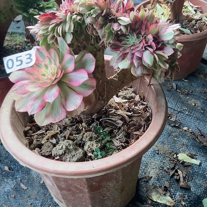 053倾城小板子法师缀老