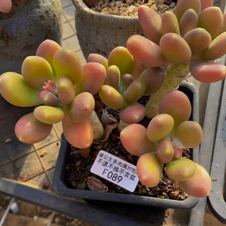 金蝉老桩089多肉植物