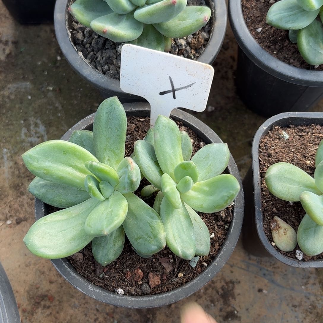 海洋之歌石化12345678910011