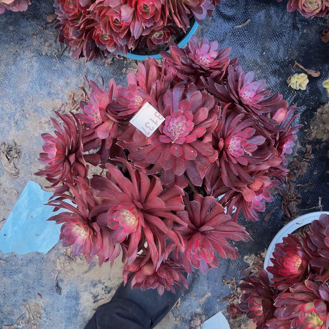 紫霞仙子法师花花1-37