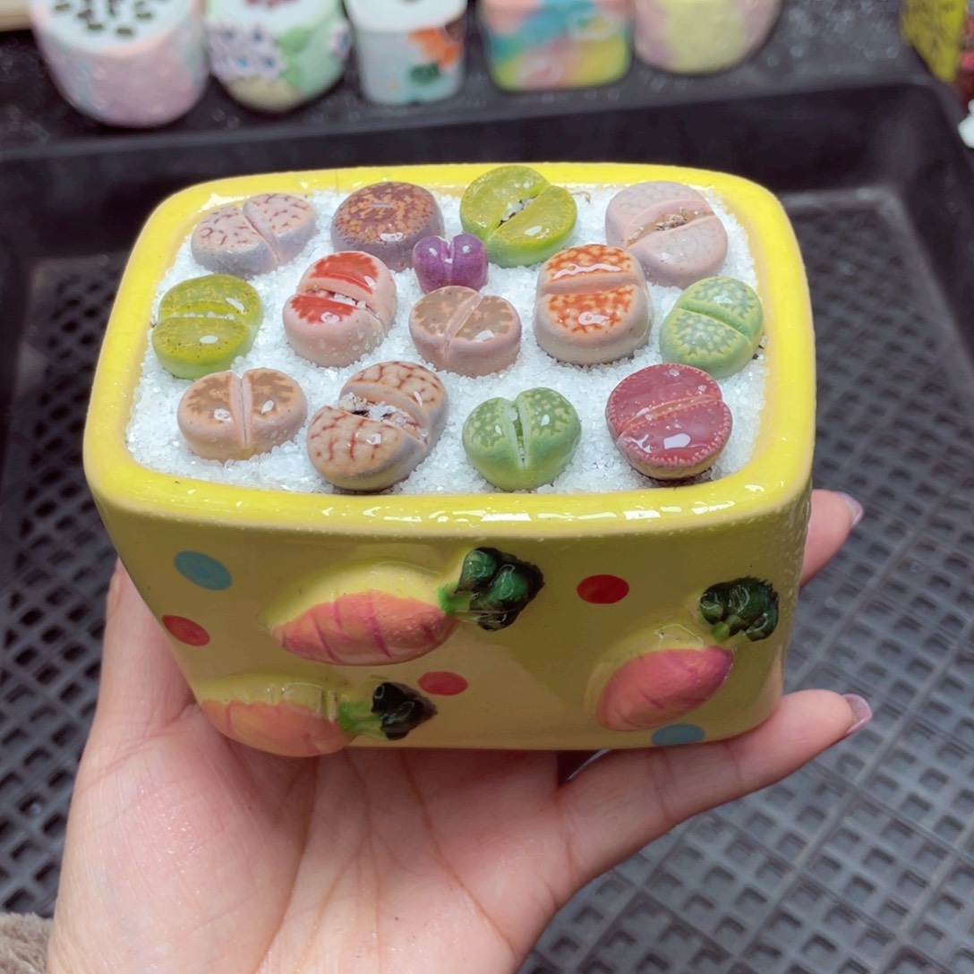 w7516 -零下地区拍保温箱-15支持寄养