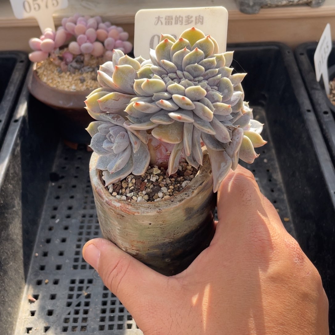 0665汉堡缀不带盆10厘米