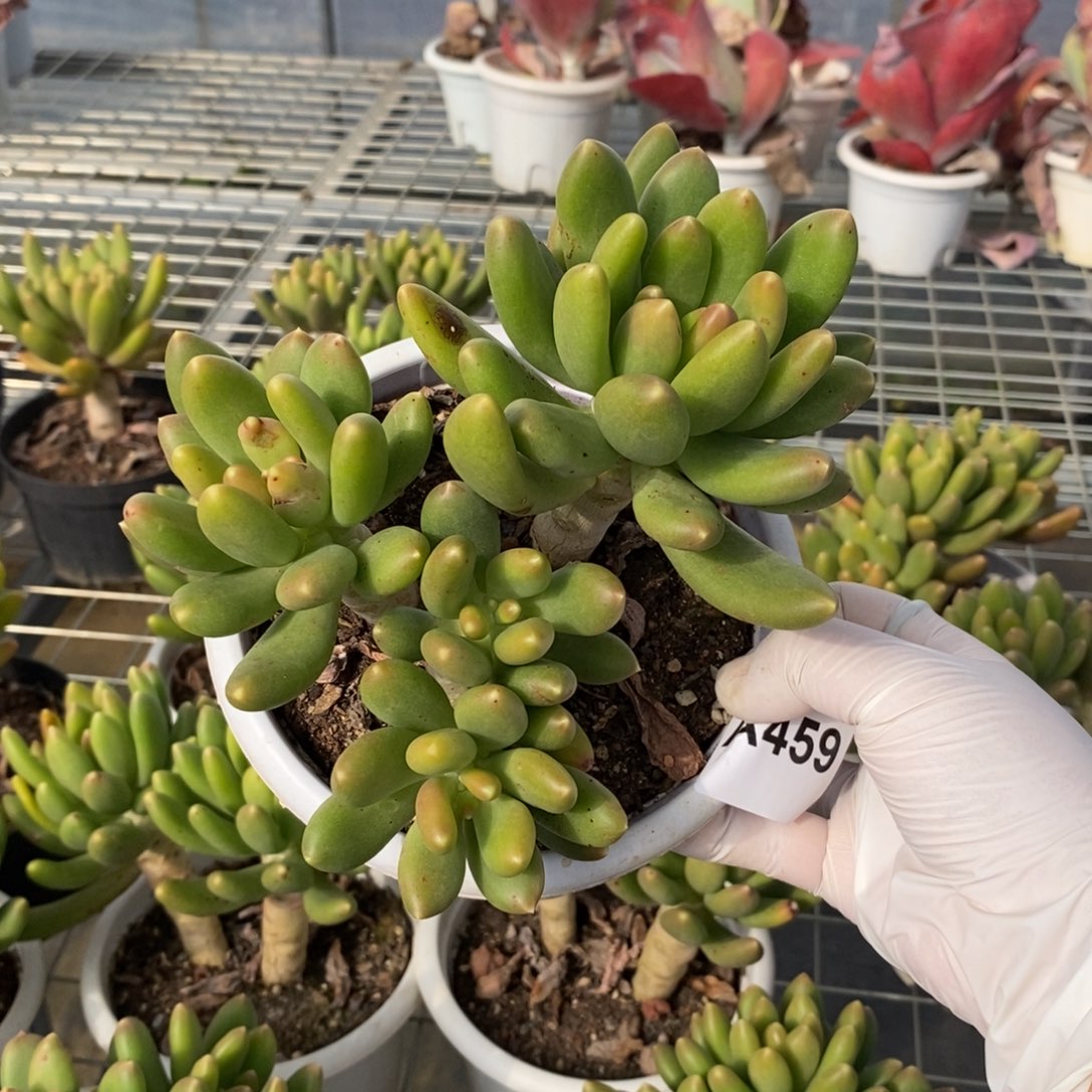 459金蝉多头一物一拍