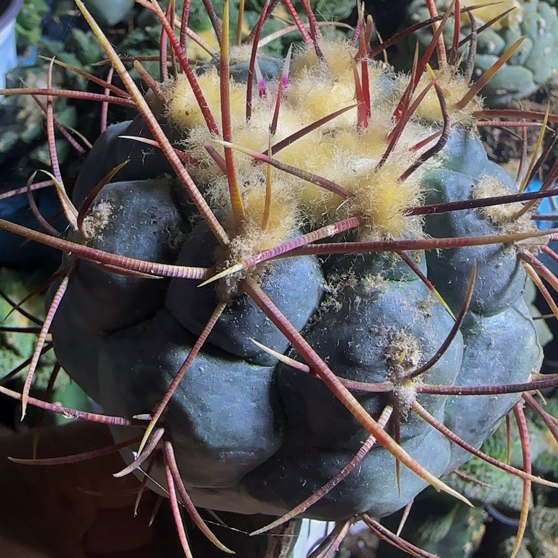 绯冠龙027仙人球开花了