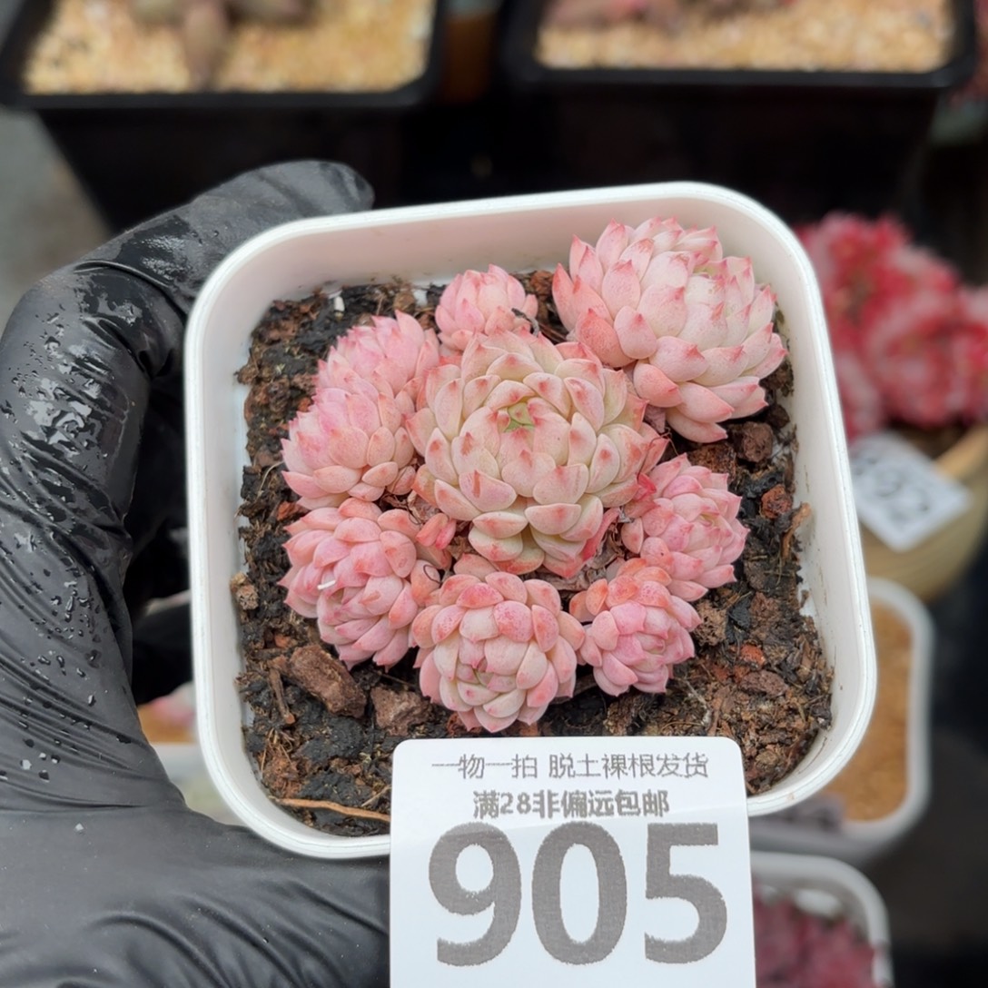 小粉梅无盆土发货