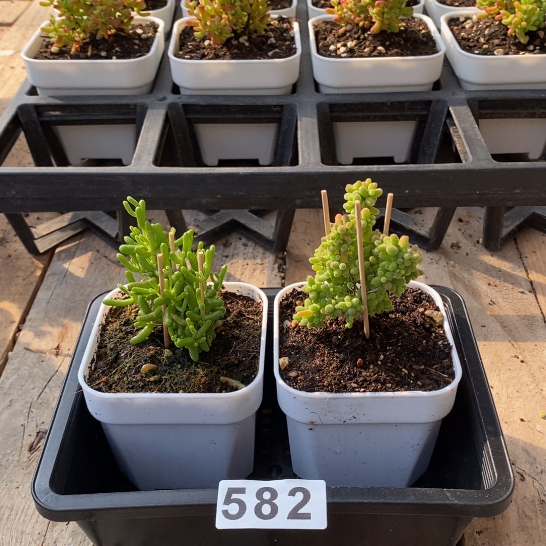 枝干番杏多肉植物582