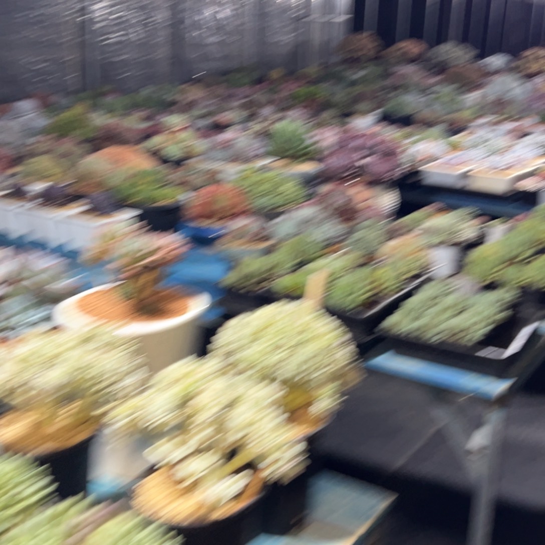 骆*刺山下胖体哥特20颗500