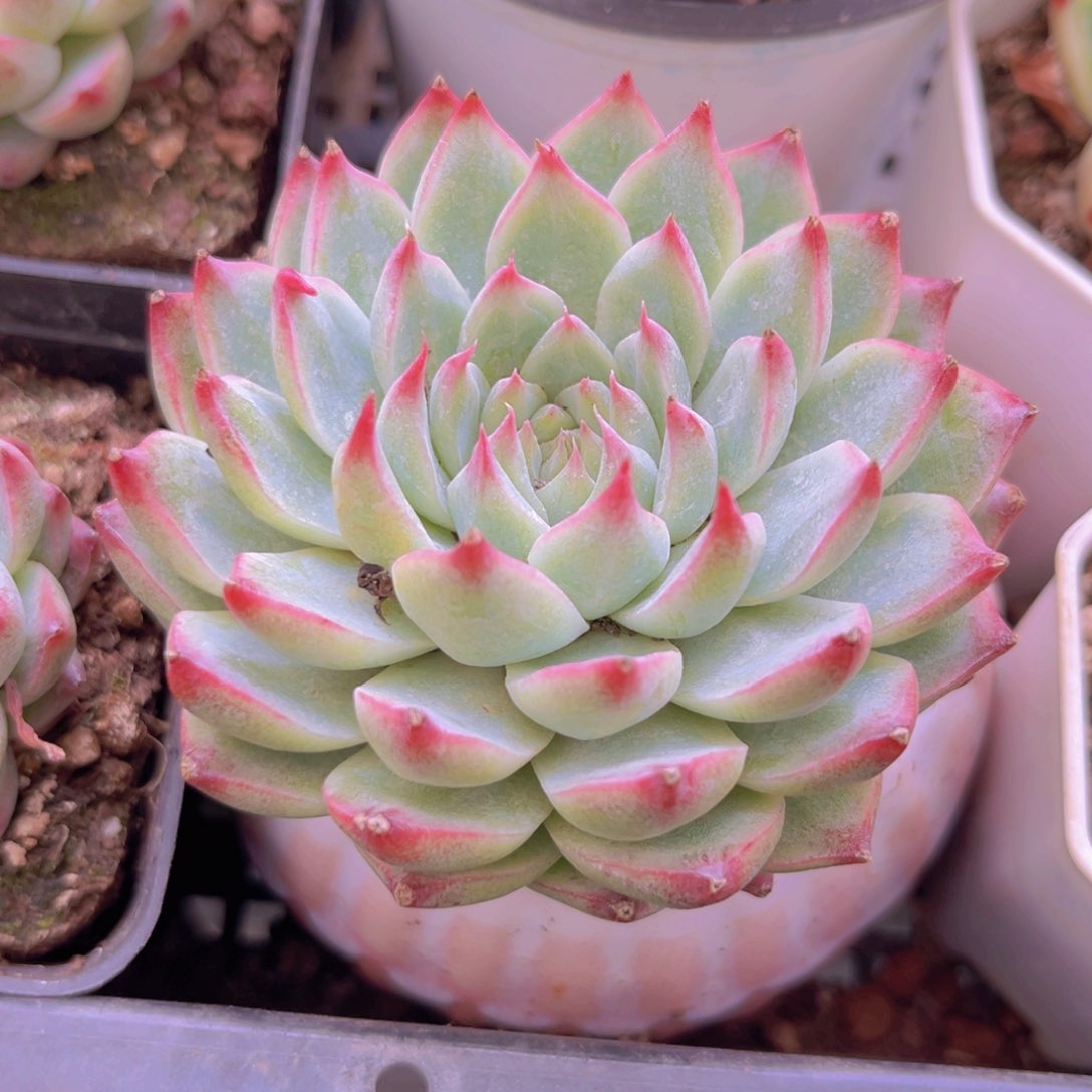 桃夭仙子九公分杯9888888888