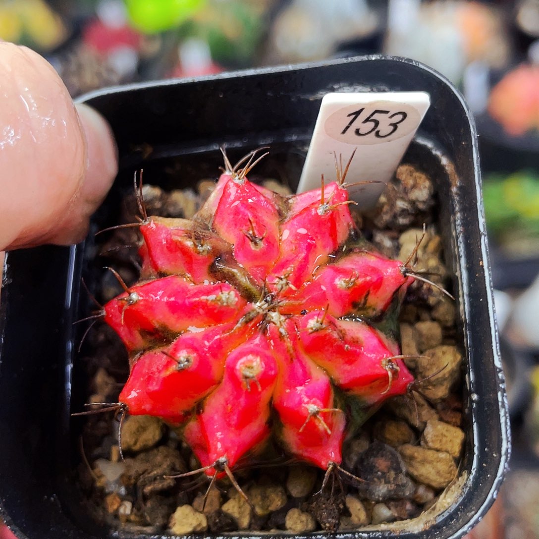 非偏远地区满25包邮仙人球