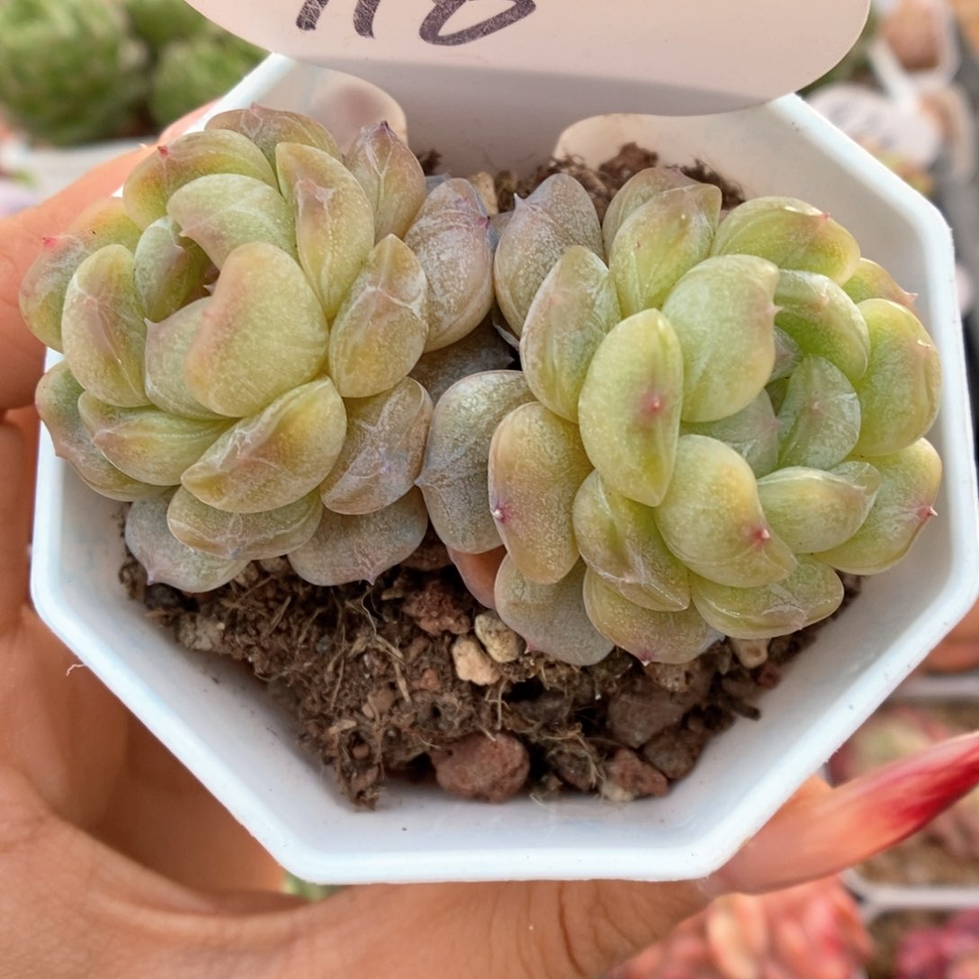 白色恋人可拍716号。   