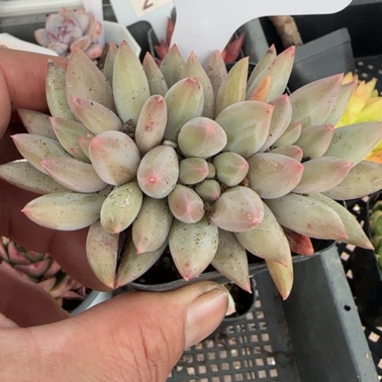 228红蜻蜓一物一拍多肉