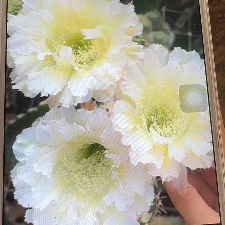 卷可可彩草侧芽4公分