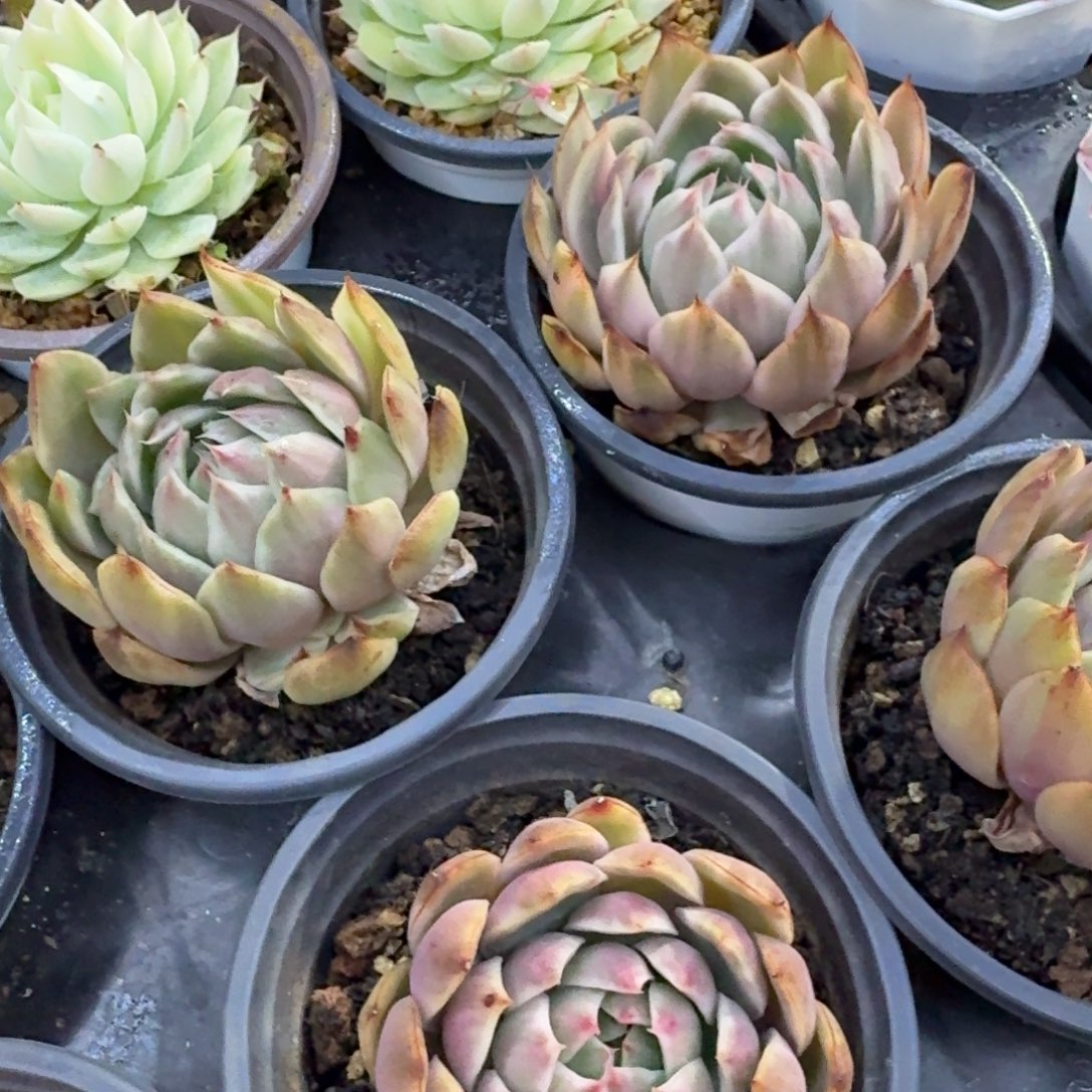 水晶恋人锦 腹轮锦 一个的价格 