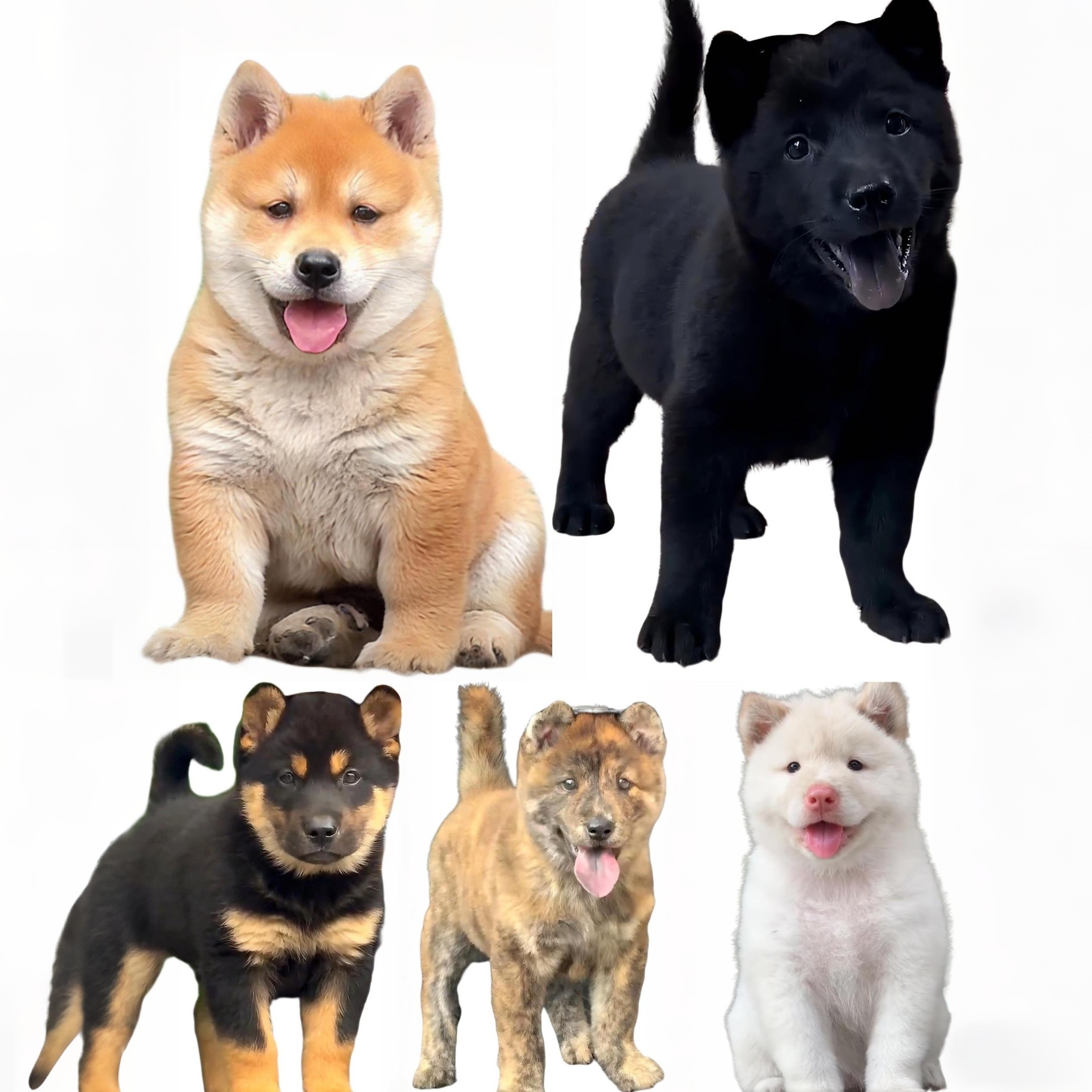【伊伊田园犬】广西中华田园犬宠物活体狗狗通用链接