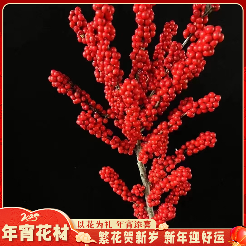 云舍花卉【状元红】一支独秀高端冬青 天物秋实 少量掉豆属正常情况