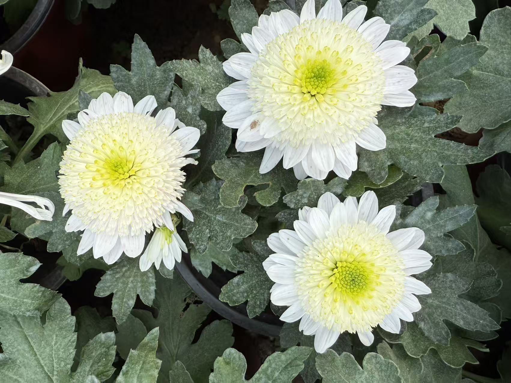 【白月光】九月菊花 轻微掉叶掉花苞 不售后