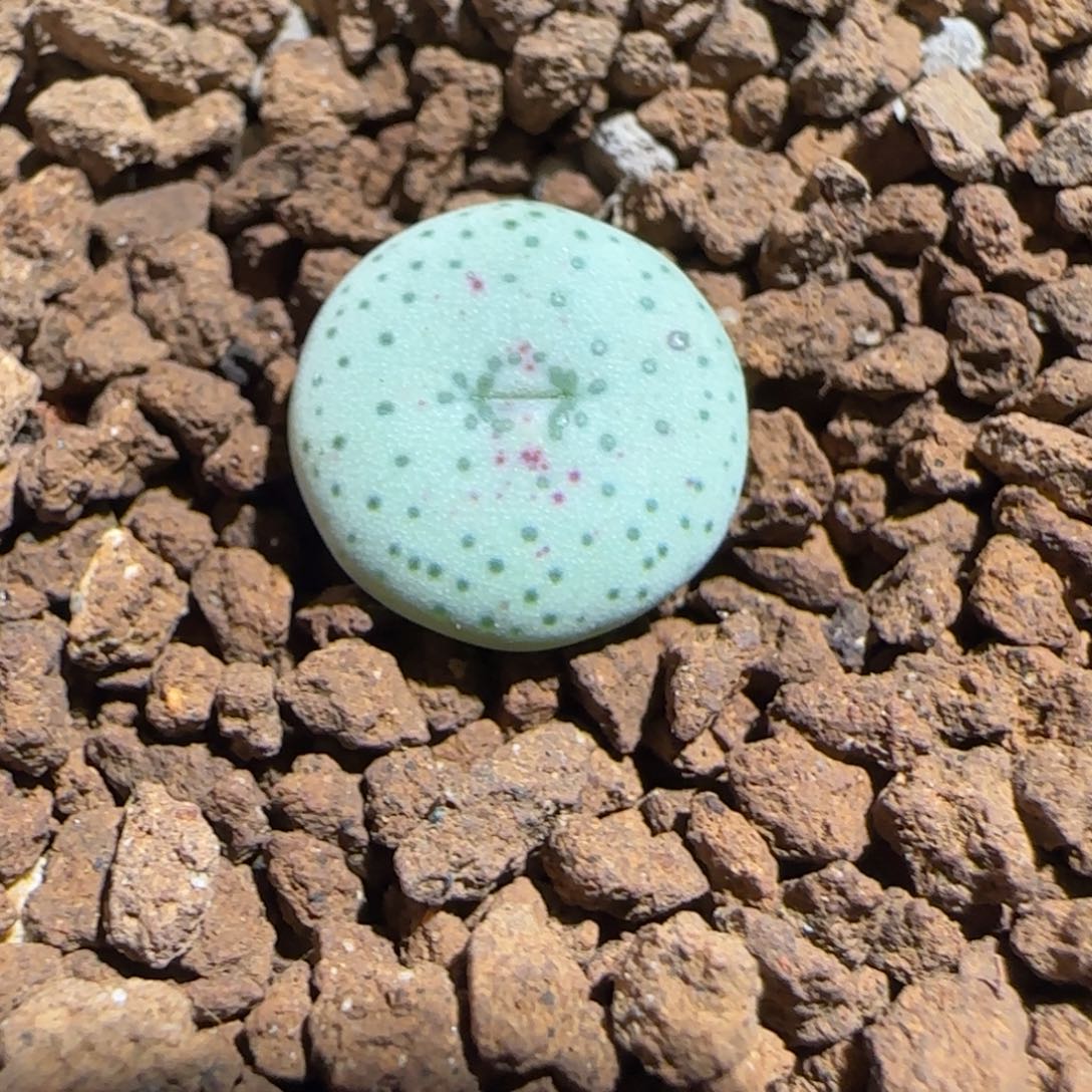 肉锥多肉植物组合-1371