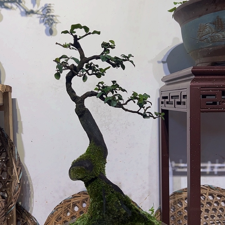 完全开放金弹子盆景