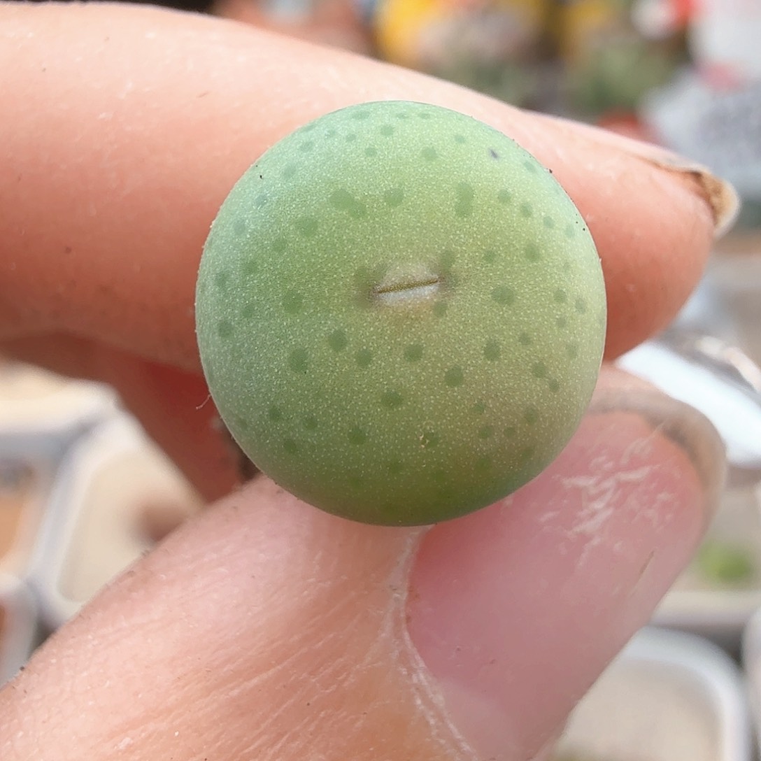 2.25.11/奶油嘴杂/多肉植物