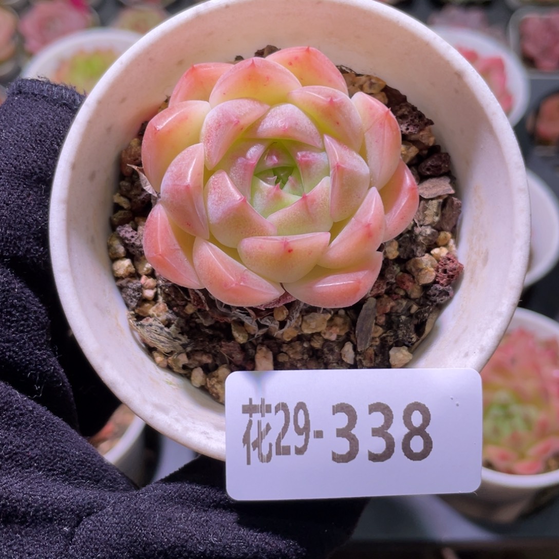 花利美29-338麦秆