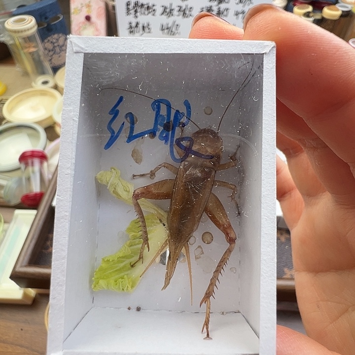 红眼油葫芦……………………