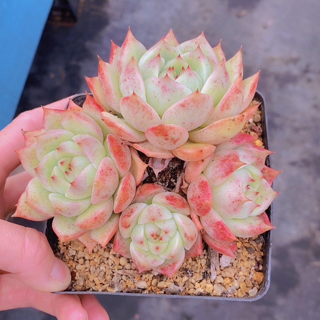 1025多肉植物老桩