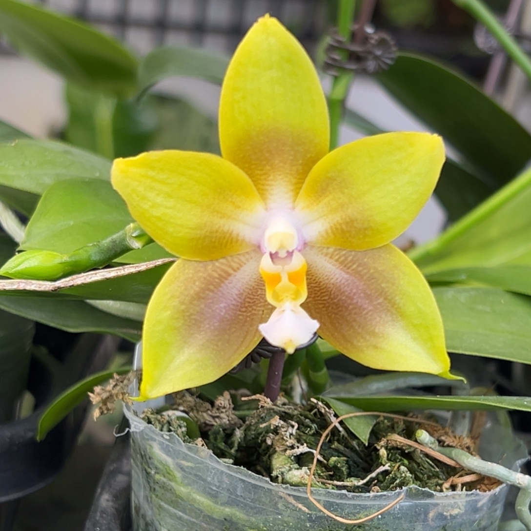 完全开放8号，78米，叶子瑕疵