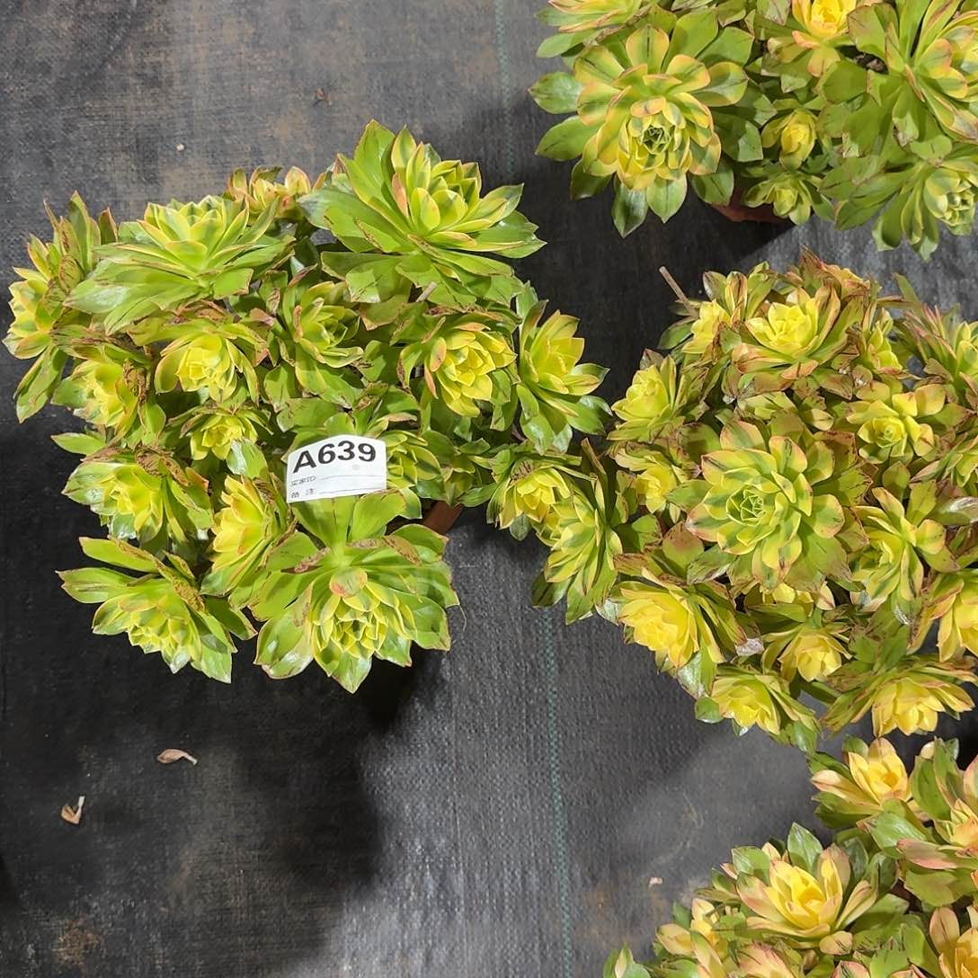 荷花法师两个a639