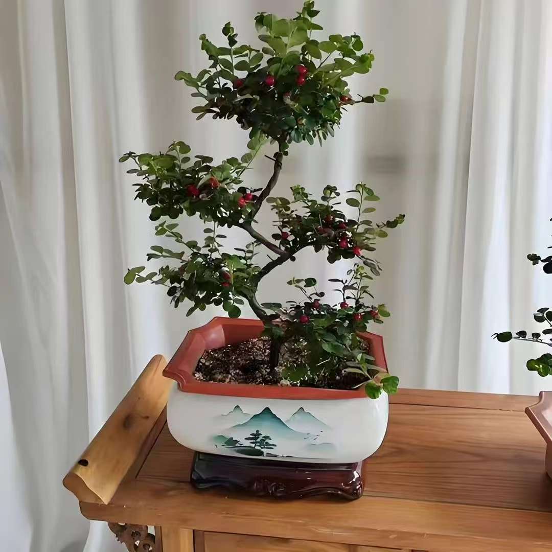 【造型】荀子花带花苞花芽耐寒耐旱室内外养殖