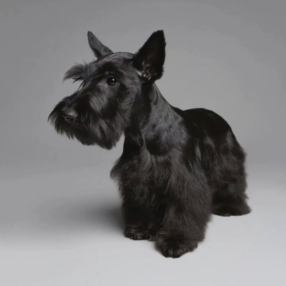 【卢卡家】精品苏格兰梗活体宠物狗