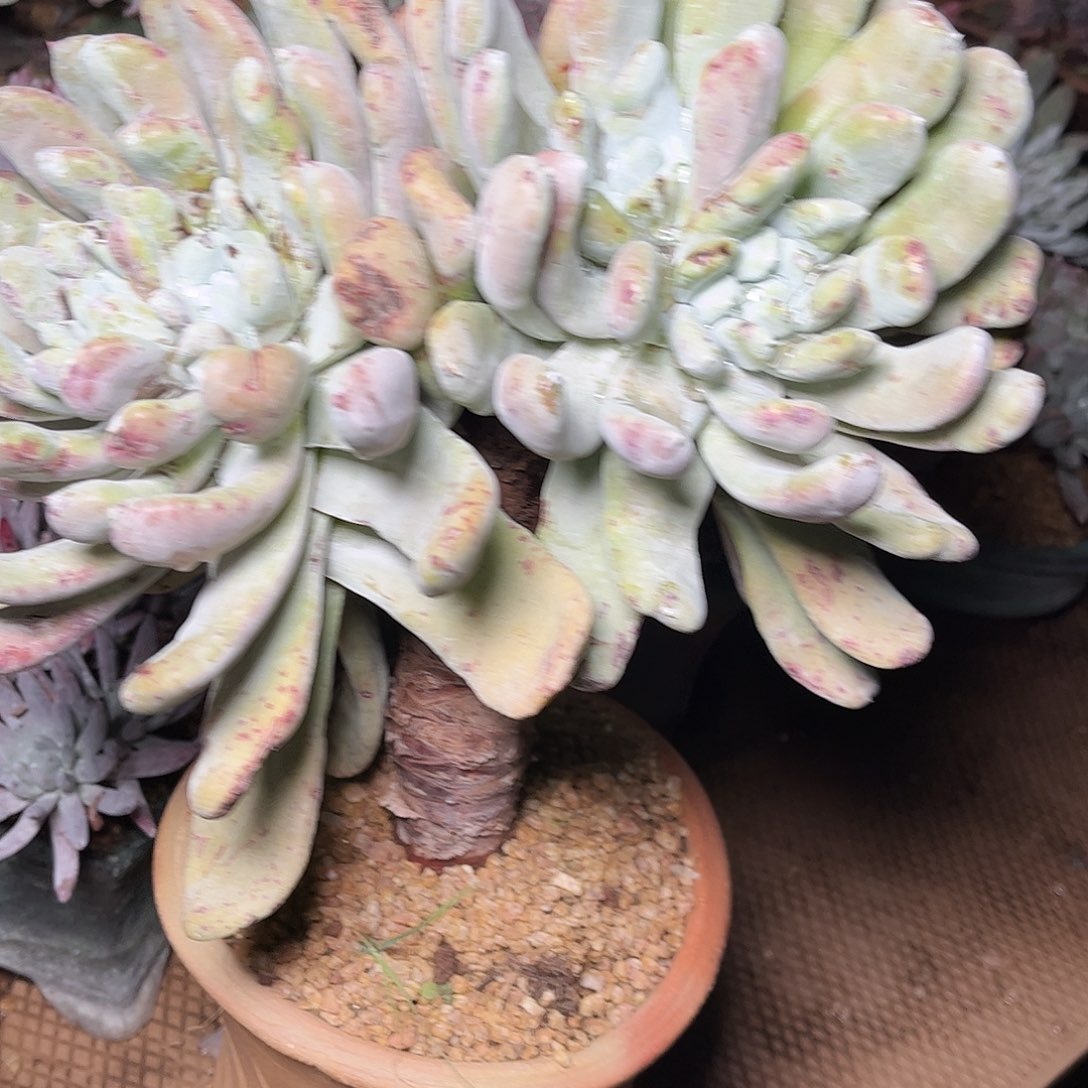 2436拇指仙女杯多肉