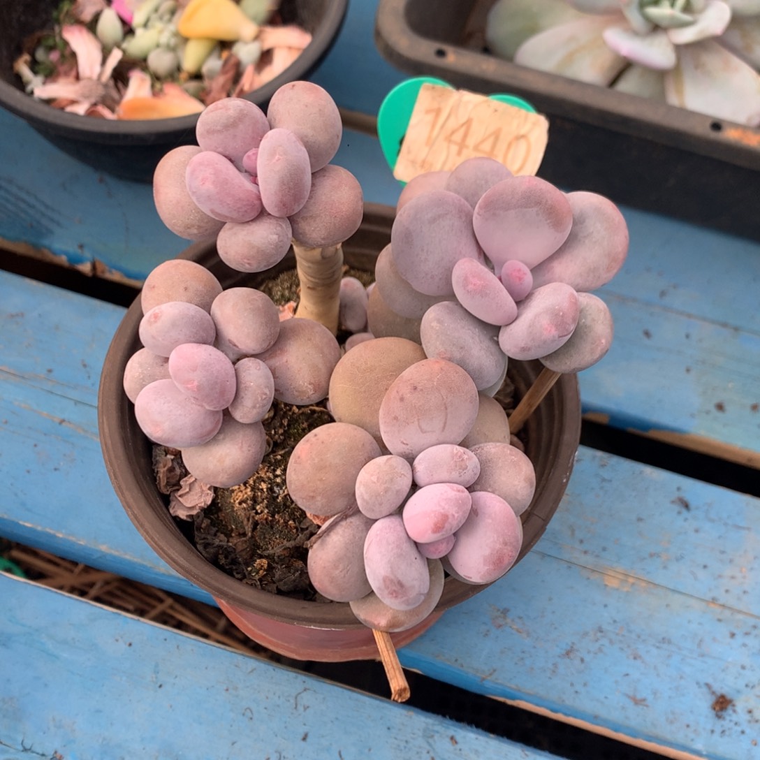 蛋黄奶无砍老桩1440