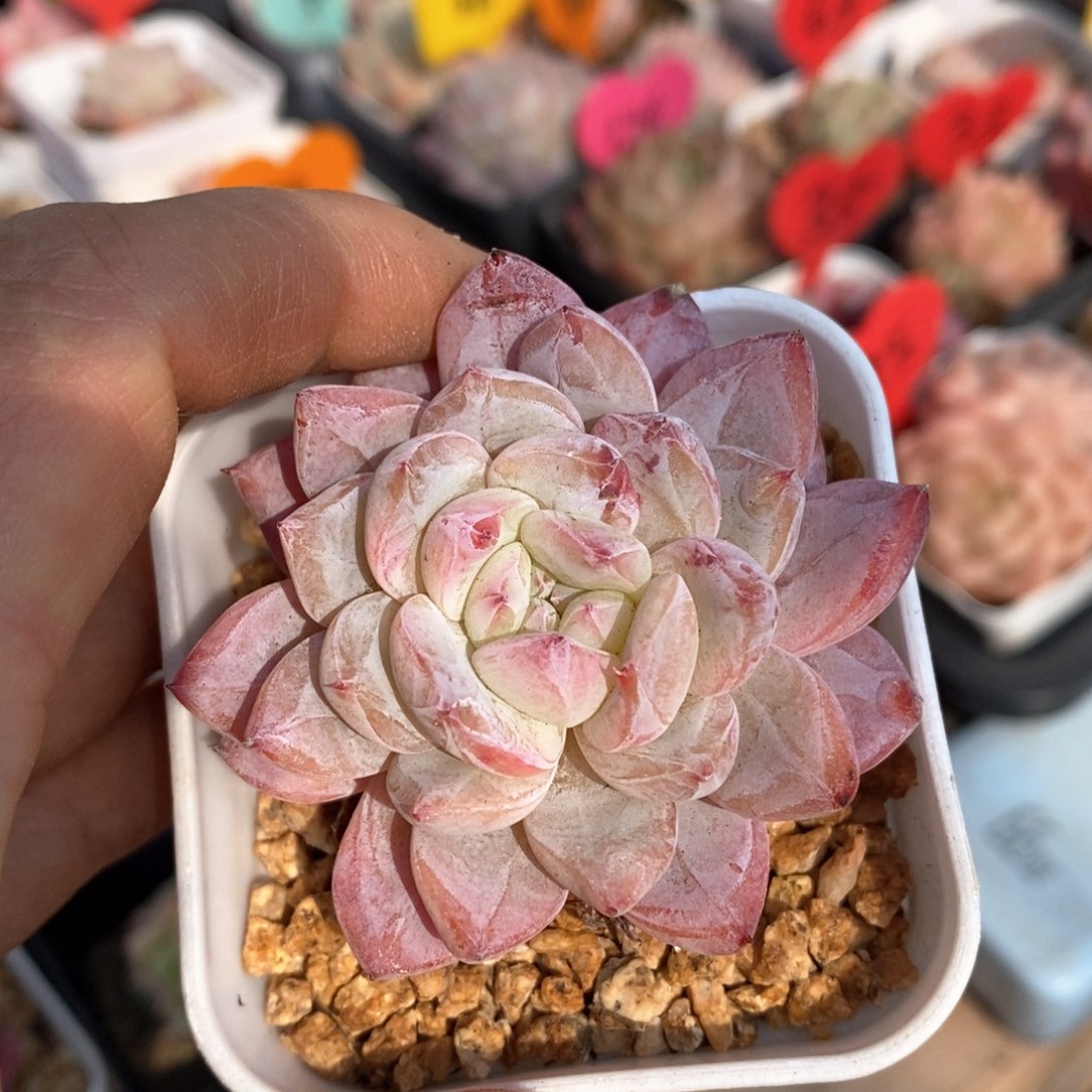 精品多肉一物一拍不包整86