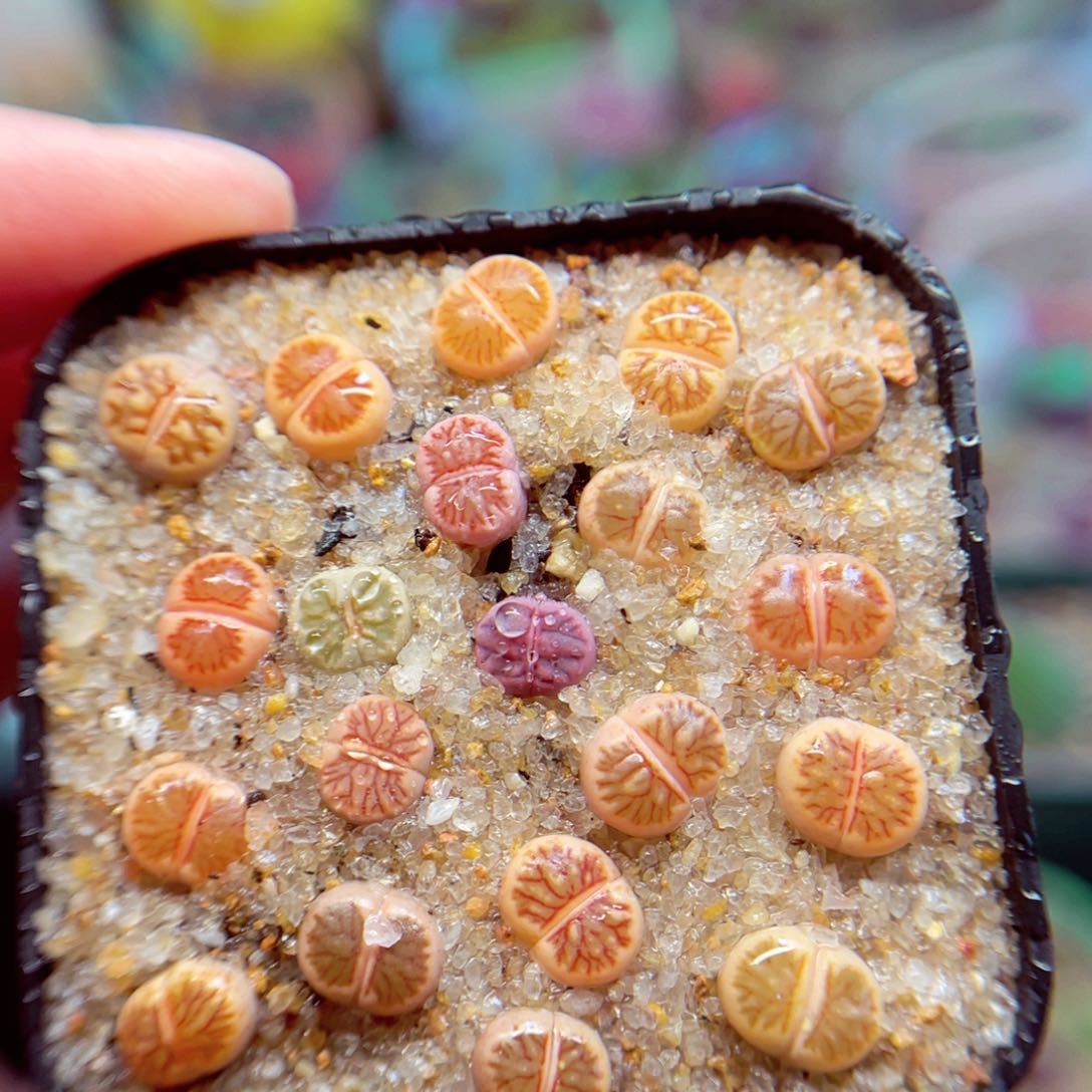 268. 6784586487576578