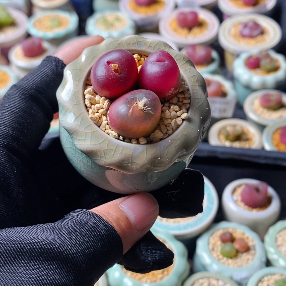 5275-一物一拍 带盆