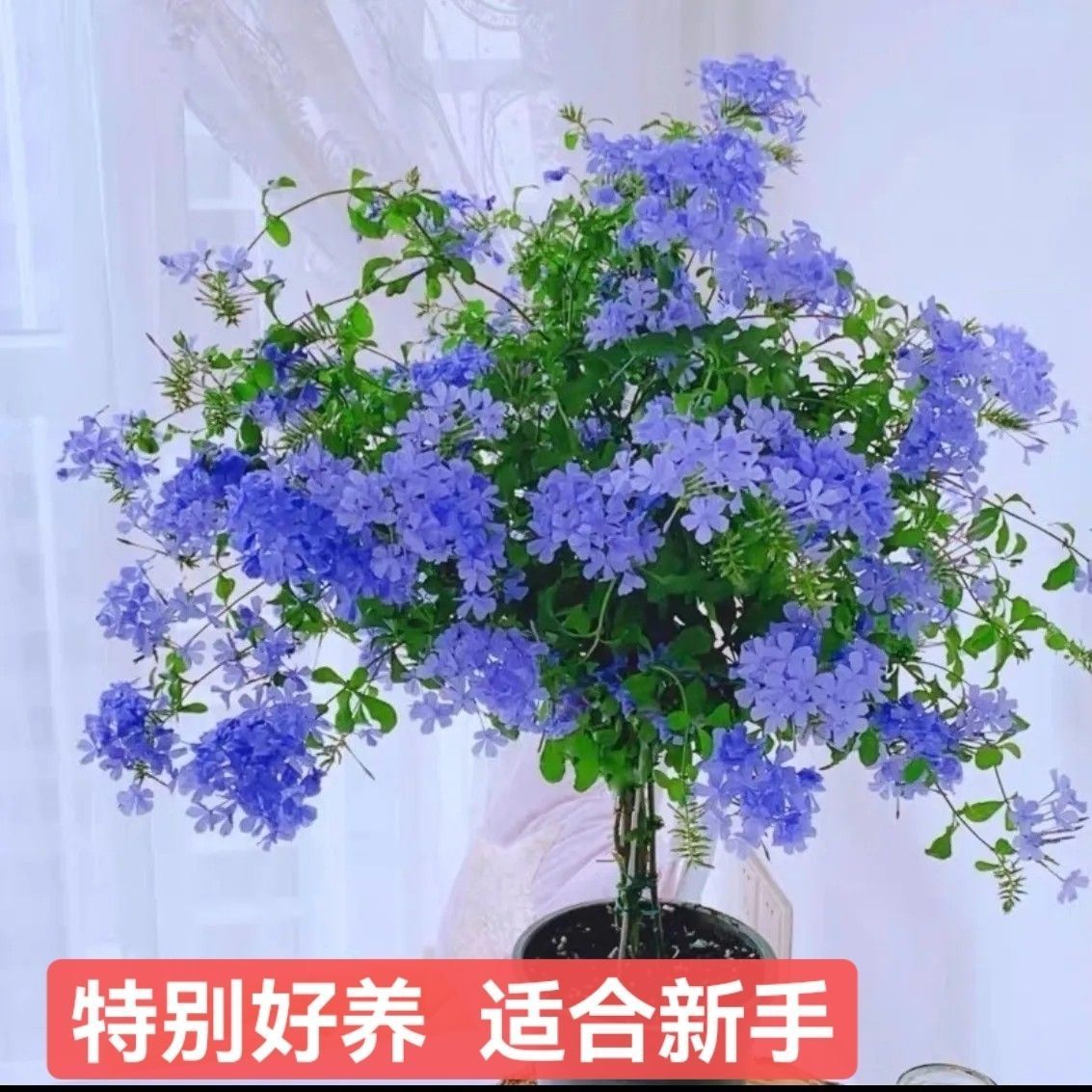 蓝雪花盆栽蓝色花卉绿植阳台庭院带花苞植物四季开花好养木槿花