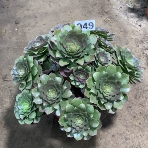 049红心万圣节134567889