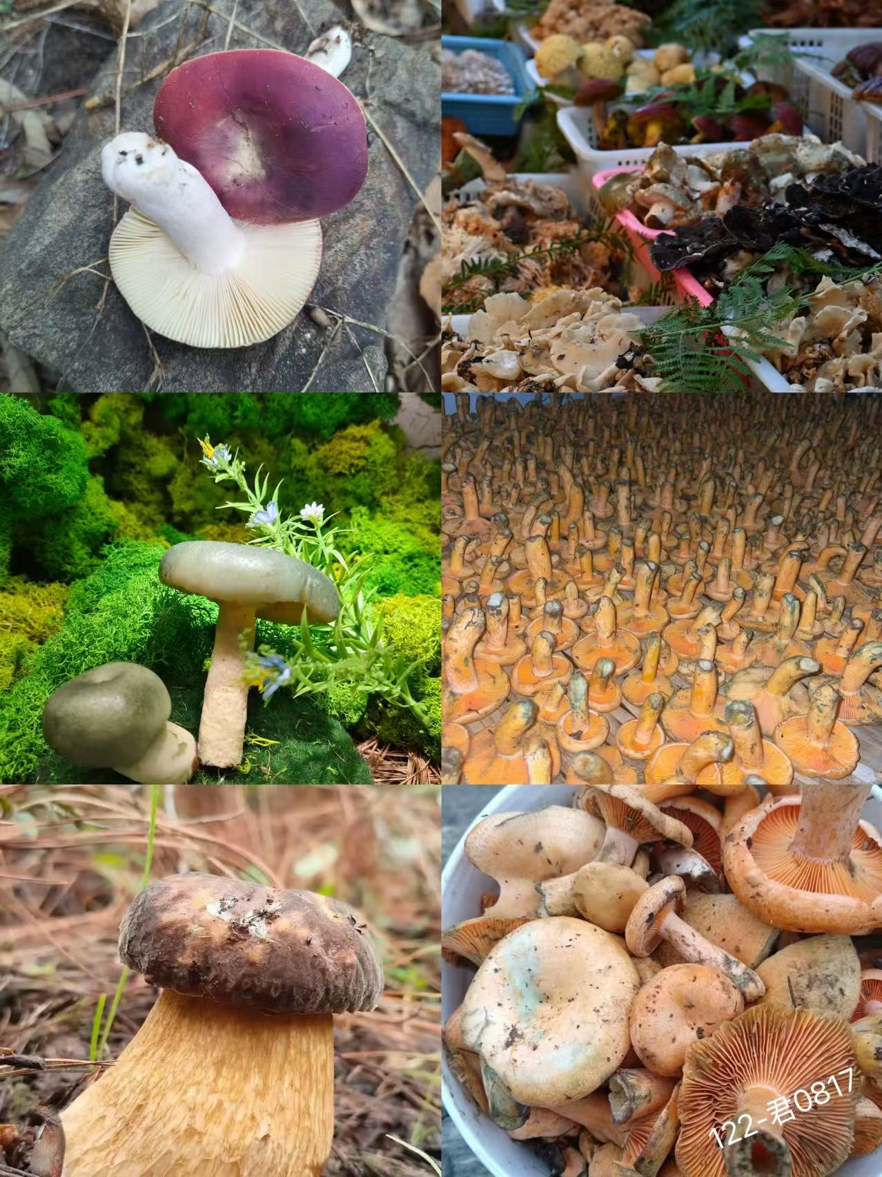 《122》龙腾专属土特产可搭配羊肚菌-君0817-150g
