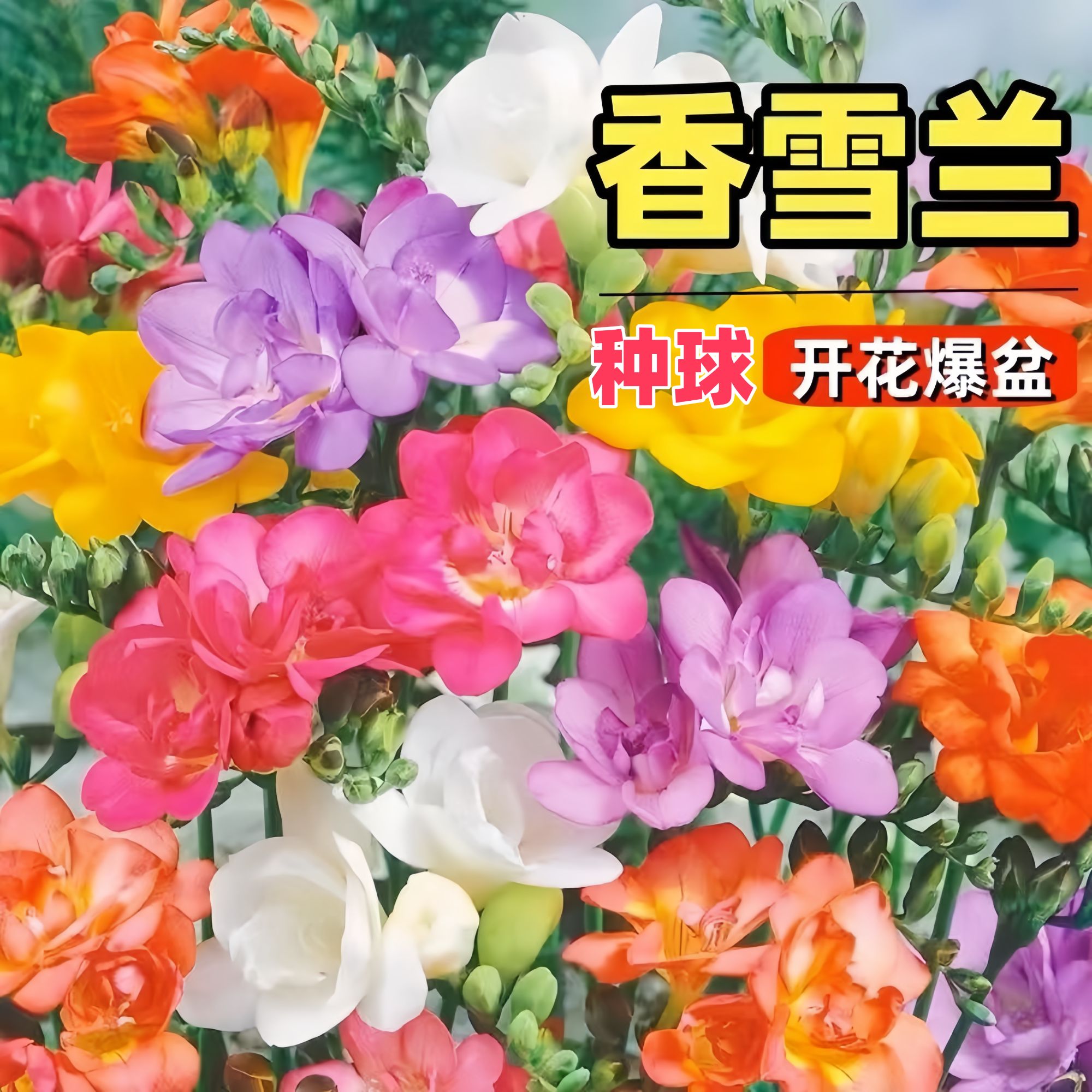 香雪兰种球根小苍兰混色盆栽重瓣地栽阳台四季开花卉庭院多年生