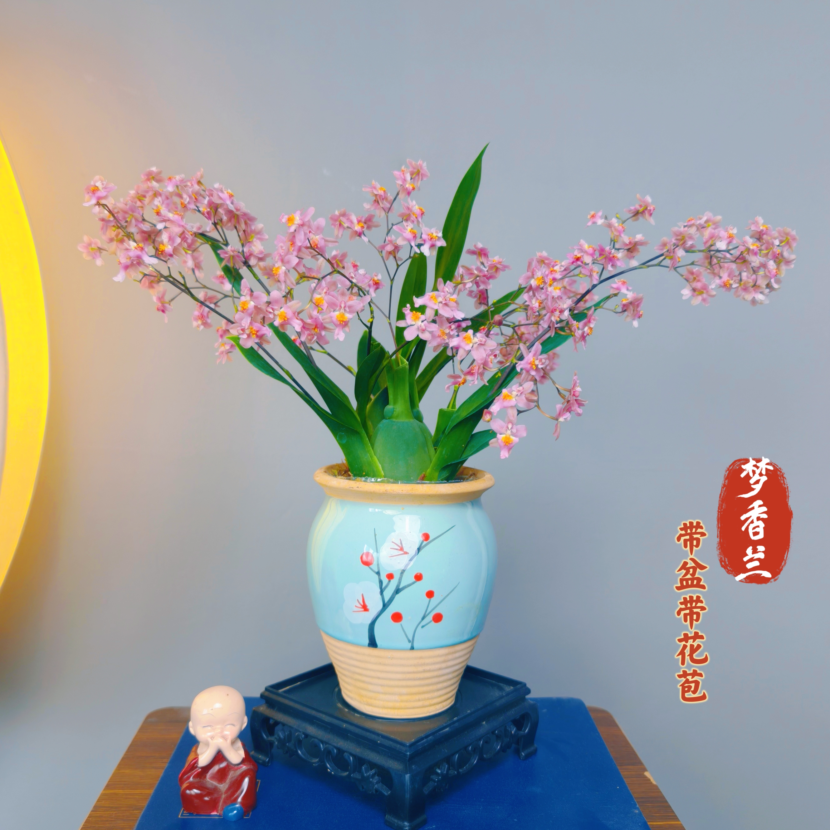 年宵花【4-6花】带蓝梅花盆办公桌室内室外盆栽好养绿植喜庆