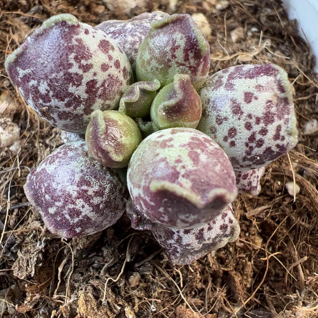 达摩海豹紫斑款桩子